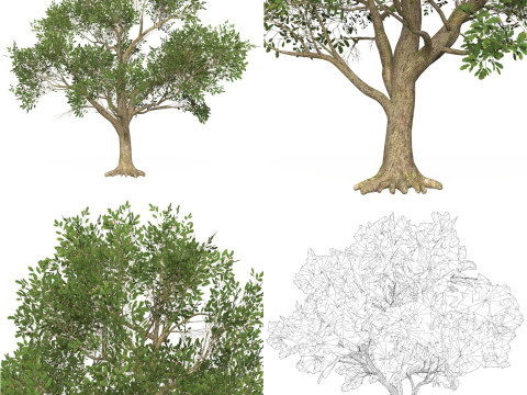 10 Game Ready Big Tree Collection 3D-Modell