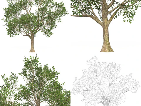 10 Game Ready Big Tree Collection 3D Model