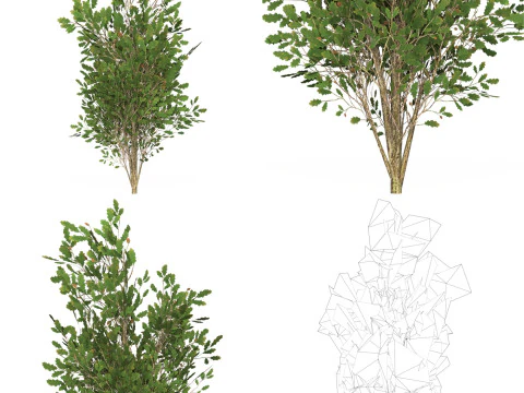 10 Game Ready Big Tree Collection 3D Model