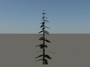 pine tree Modelo 3D