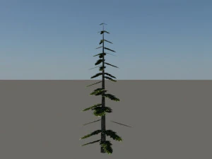 pine tree 3D Model