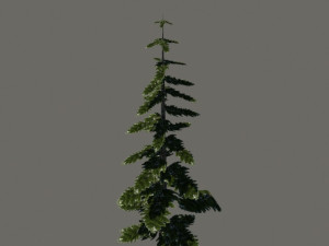 pine tree Modelo 3D