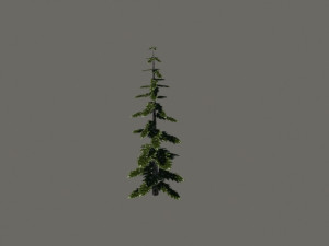pine tree Modelo 3D