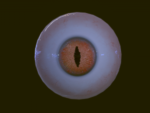 Eyeballs pack 3Dモデル