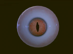 Eyeballs pack 3D Model