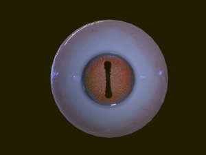 Eyeballs pack 3Dモデル