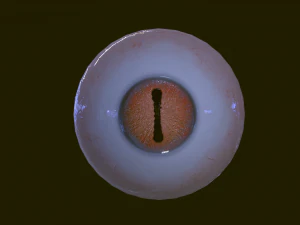 Eyeballs pack 3D Model