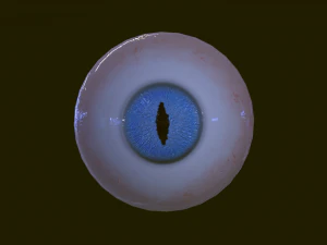 Eyeballs pack 3D Model