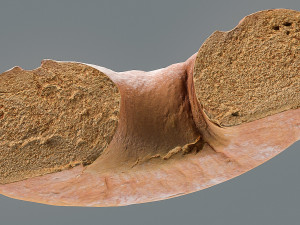 a piece of rye bread 3Dモデル