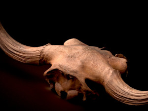 real bison skull 3d 3D Model