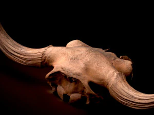 real bison skull 3d 3D Model