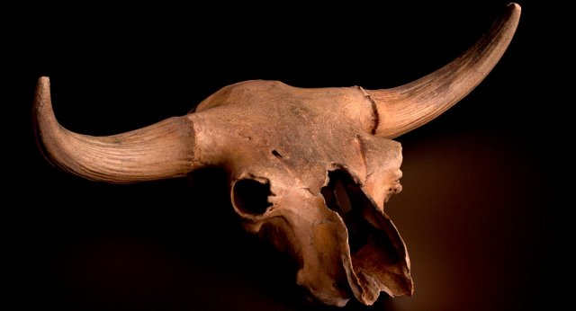real bison skull 3d 3D Model .c4d .max .obj .3ds .fbx .stl .blend 
