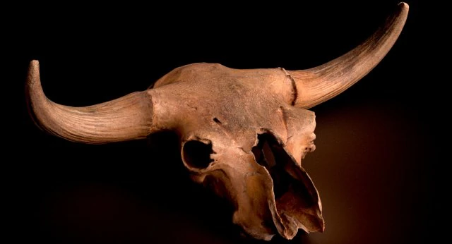 real bison skull 3d 3D Model .c4d .max .obj .3ds .fbx .stl .blend 