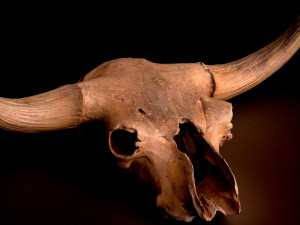 real bison skull 3d Model 3D