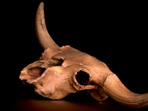 real bison skull 3d 3D Model