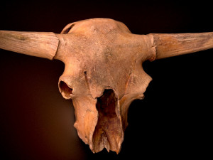 real bison skull 3d 3D Model