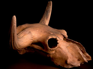 real bison skull 3d 3D Model