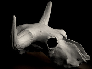 real bison skull 3d 3D Model