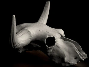 real bison skull 3d 3D Model