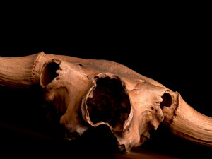real bison skull 3d 3D Model