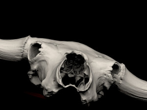 real bison skull 3d 3D Model