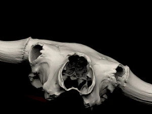 real bison skull 3d 3D Model