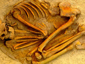 real human skeleton 3D Model