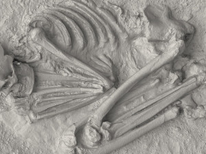 real human skeleton Modelo 3D