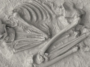 real human skeleton 3D Model
