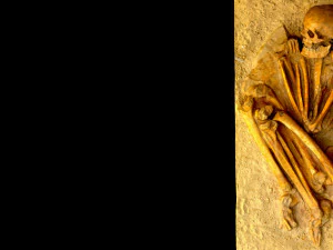 real human skeleton 3D Model