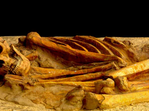 real human skeleton 3D Model