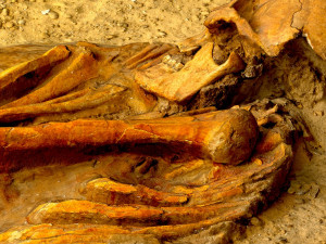 real human skeleton Modelo 3D