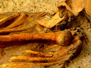 real human skeleton 3D Model