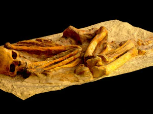 real human skeleton 3D Model