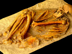 real human skeleton 3D Model