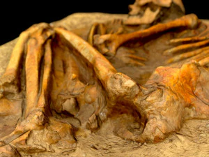 real human skeleton 3D Model