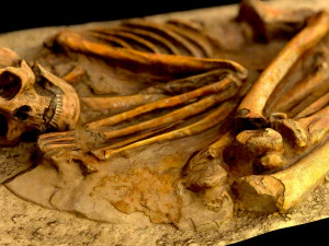 real human skeleton 3D Model