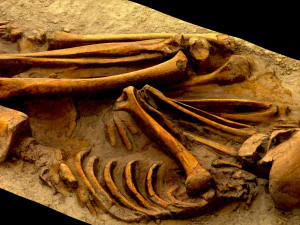 real human skeleton 3D Model