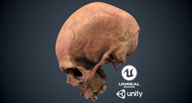 real human skull 3D Модель .c4d .max .obj .3ds .fbx .stl .blend 