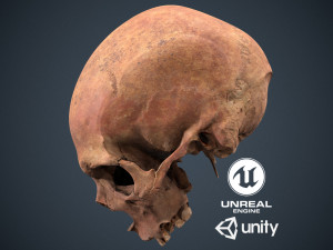 real human skull Modelo 3D