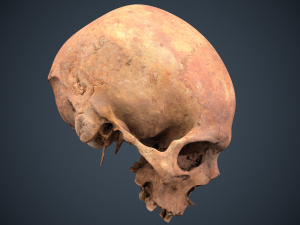 real human skull 3D Модель
