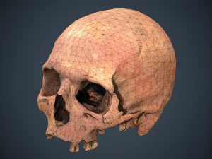 real human skull 3D Model