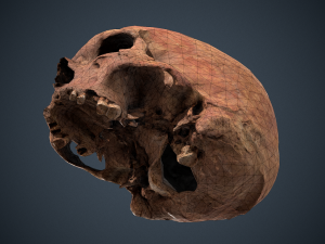 real human skull 3D Модель