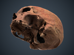 real human skull 3D Модель
