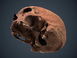 real human skull 3D Model