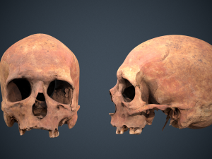 real human skull 3D Модель