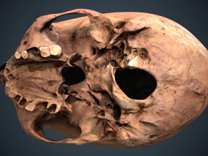real human skull 3D Model