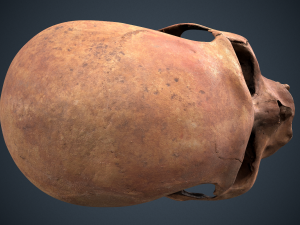 real human skull 3D Модель