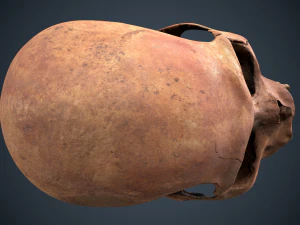 real human skull 3D Model