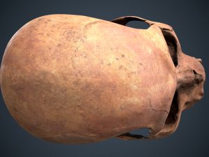 real human skull 3D Модель